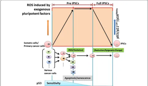 Figure 1 Schematic representation of the nuclear reprogramming process from somatic cells, including primary cancer cells