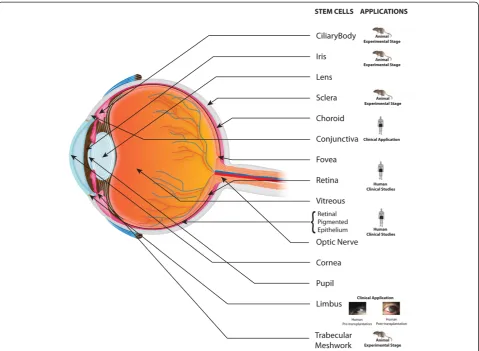 Figure 1 Schematic representation of sources and applications of ocular stem cells.
