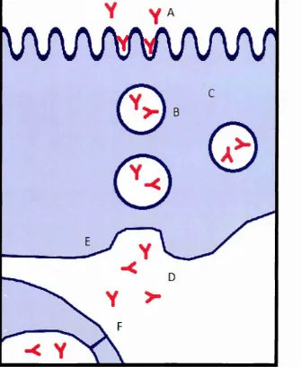 Figure 1.1 Steps in the transport of IgG across the placenta.