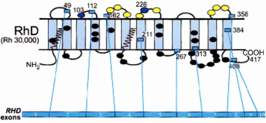 Figure 1.2 The Rh polypeptide showing transmembrane domains.