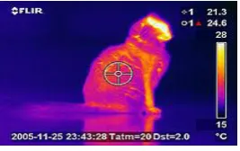 Fig.1 is thermal image of a person   
