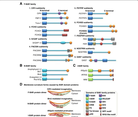 Figure 1 F-BAR, N-BAR and I-BAR family domain structure and membrane curvature models