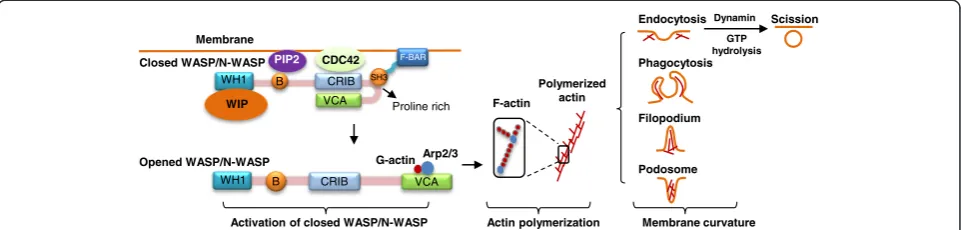 Figure 2 F-BAR protein binds to WASP/N-WASP via its SH3 domain to mediate membrane dynamic changes