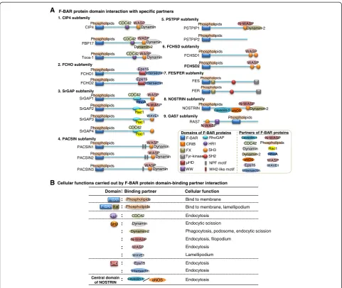 Figure 3 F-BAR protein domain interaction with specific partners and biological functions