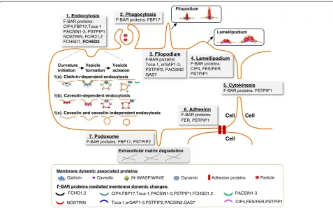 Figure 4 F-BAR protein-mediated membrane dynamic changes lead to seven major cellular functions