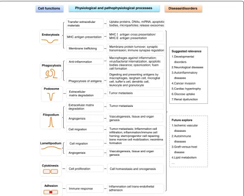 Figure 5 F-BAR protein-related functions in physiological and pathophysiological conditions