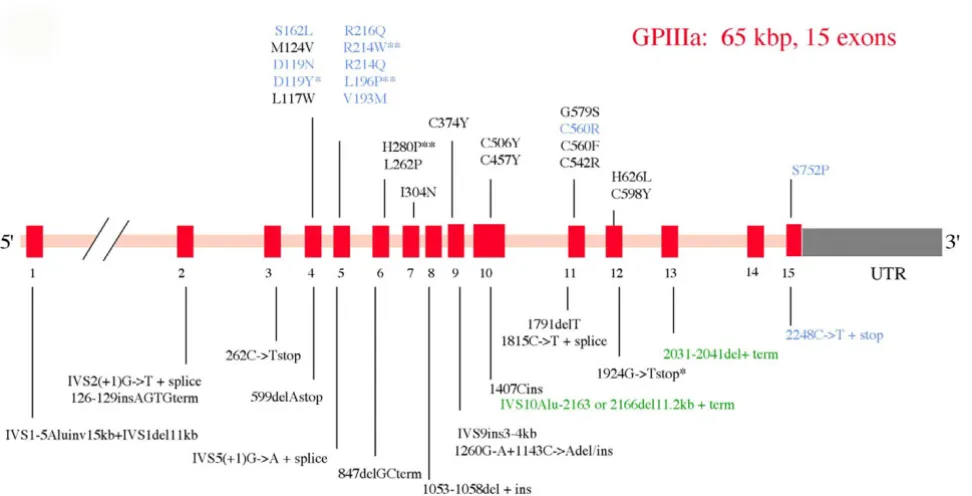 Figure 2of genetic abnormalities that give rise to Glanzmann thrombasthenia (GT)Sematic representation of the structure of the GPIIIa (β3) gene (ITGB3) together with a representative spectrum of the types Schematic representation of the structure of the GPIIIa (β3) gene (ITGB3) together with a representative spectrum of the 
