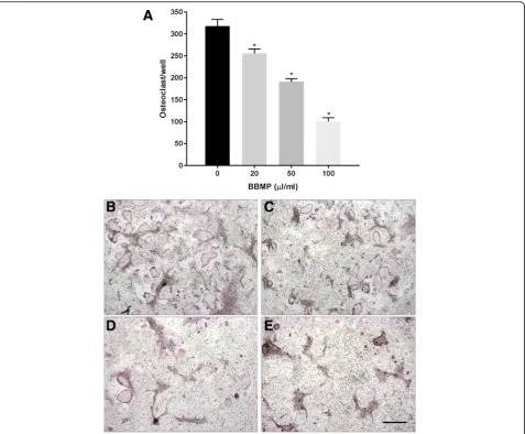 Fig. 3 BBMP inhibits osteoclastogenesis in mouse bone marrow cultures. (a) Effects of increasing concentrations of BBMP on the formation ofosteoclasts, as determined by the number of TRAP +ve multinucleated cells per well