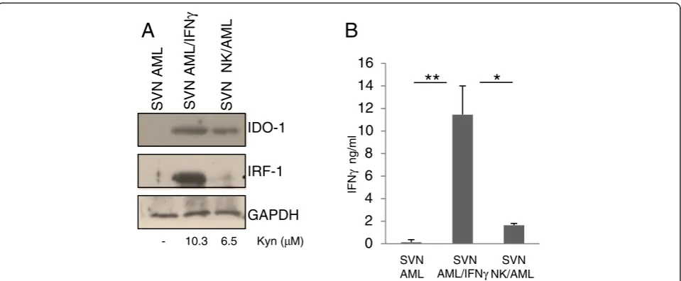 Figure 2 NK/AML co-culture supernatants induce IFNIRF1 expression was evaluated by western blotting and compared with kynurenine release in the new culture supernatants