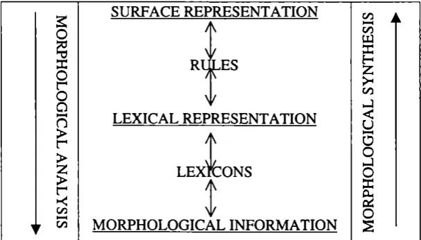 Figure 1. Morphological analysis and synthesis in the two-level model.