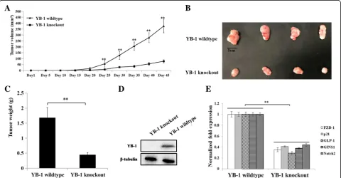 Fig. 4 Role of YB-1 in the tumorigenesis of cancer stem cells in vivo.Impact of YB-1 knockout on tumor weight
