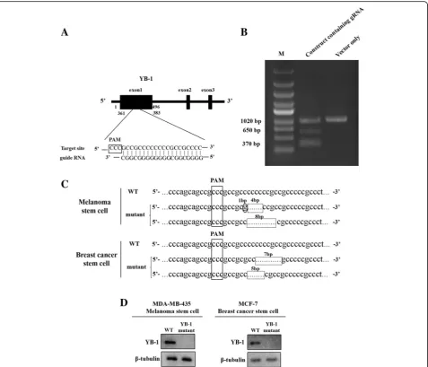 Fig. 1 Generation of YB-1 knockout cancer stem cells using the CRISPR/Cas9 system. a Schematic representation of the guide RNA targeting YB-1 gene.The sequence of PAM (protospacer adjacent motif) was boxed