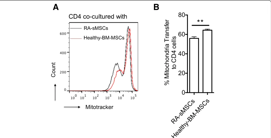 Fig. 6 Mitochondrial transfer from RA-sMSCs to CD4+ T cells is less efficient than that from BM-MSCs