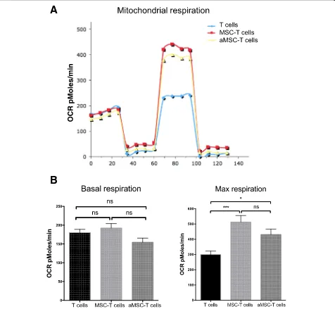 Fig. 4 Effects of BM-MSC mitochondria on T cell OXPHOS. After co-culture (4 h) with BM-MSCs pre-activated (aMSC) or not with TNF-α/IFN-γ,T cells were cultured for 48 h and then their oxygen consumption rates (OCRs) were measured (Seahorse system)