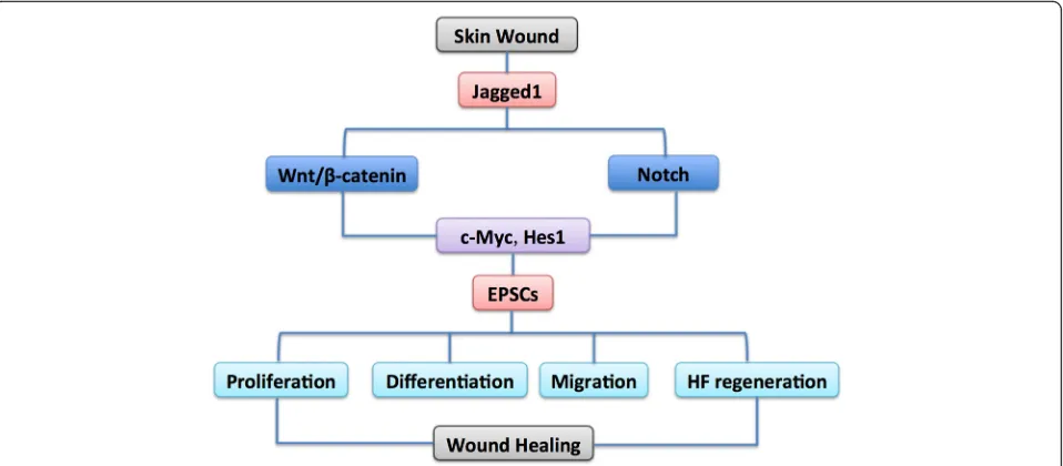 Fig. 3 Schematic of crosstalk between the Wnt and Notch pathways and their function in regulating EPSCs during wound healing