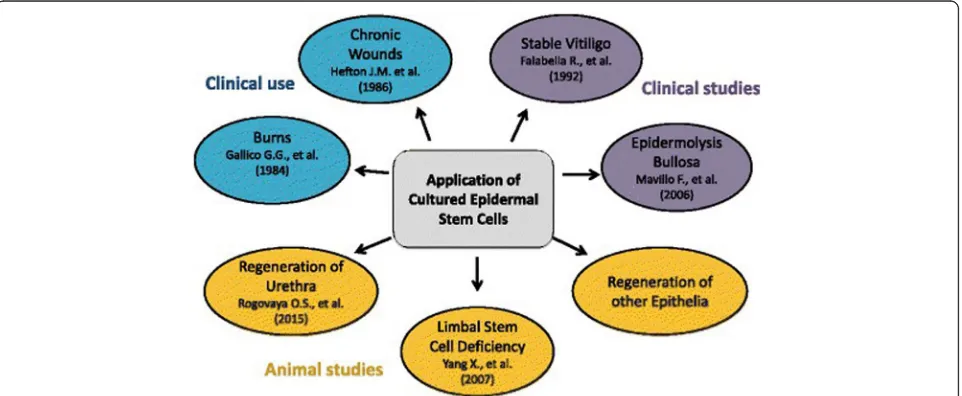 Fig. 4 Potential uses of EPCs in the treatment of skin wounds and regeneration of other epithelia in the body