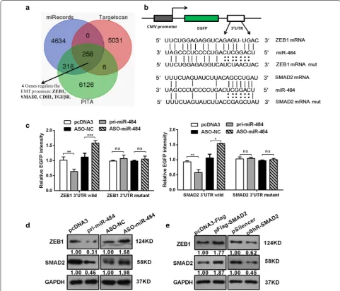 Fig. 4 miR-484 directly targets SMAD2/ZEB1 and down-regulates their expressions. ping fraction) that were shared by all three databases