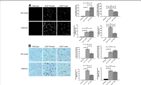 Fig. 1 Sex differences evident in Cln6nclf accumulation of autofluorescent storage material (ASM) and mitochondrial ATP synthase subunit C in brain.a Male Cln6nclf mice show enhanced ASM in the somatosensory cortex at two months of age, while female Cln6nc