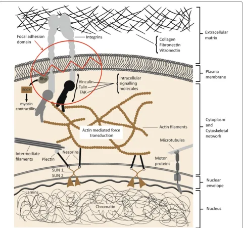 Fig. 1 The physical connection between the cell’s plasma membrane and the nuclear envelope via the actin cytoskeleton network, enables trans-duction of extra- and intracellular mechanical stimuli to reach the nucleus and to activate transcription factors w