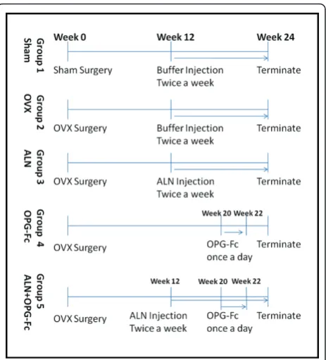 Figure 1 Diagram shows the experimental details of treatmentin each animal group.