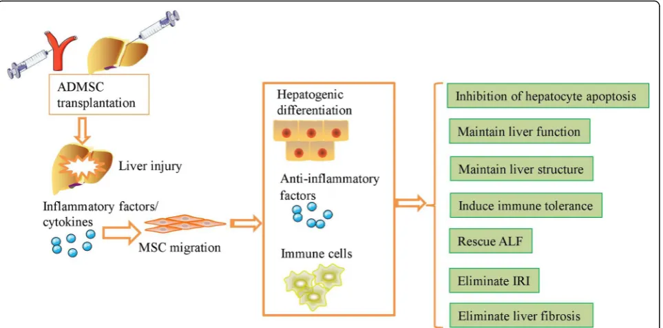 Fig. 2 ADMSCs engraft in vivo and repair injured liver tissue via differentiation, immunomodulatory effects, and paracrine effects