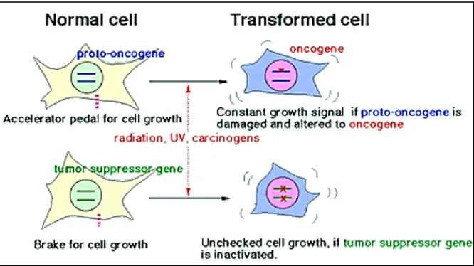 Figure 1. Impact of oncogenes and tumor suppressor genes on cell growth control. Proto-