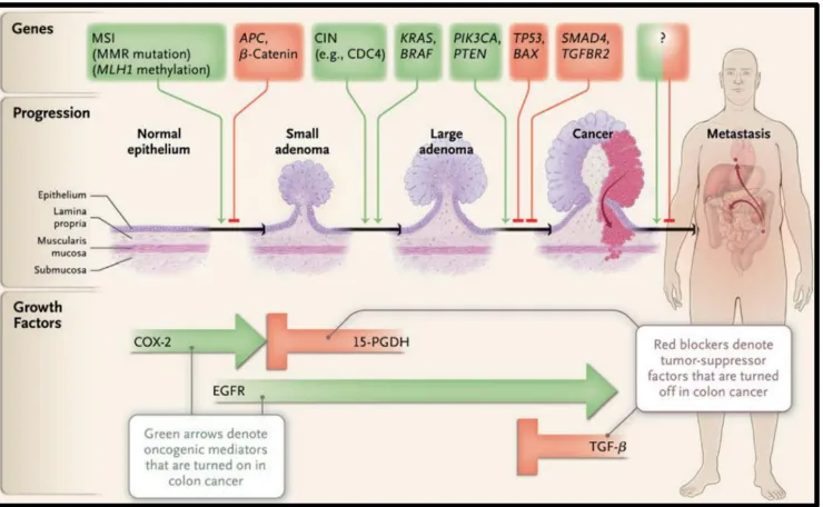 Figure 2. The molecular paradigm of colorectal cancer. The first step in CRC progression is 