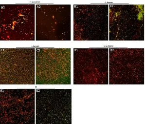 Figure 7. 2D confocal images of bacterial cultures in (1) anaerobic vs. (2) microaerophilic environments