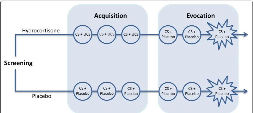 Fig. 1 Overview of the study design. After screening, participants are randomized to either the hydrocortisone conditioning group or the placebocontrol group.Each group undergoes six experimental sessions