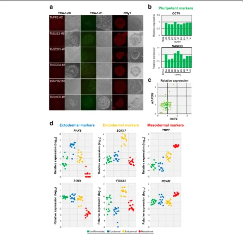 Fig. 5 Pluripotency marker expression and trilineage differentiation capability confirmed in the established human induced pluripotent stem celldemonstrating the quantification results ofvalues for each gene, normalized to the level observed in the standar