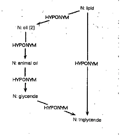 Figure 1 A short cut in the generic noun hierarchy 