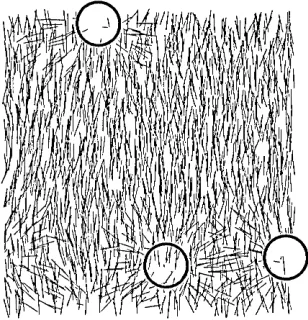 Figure 4.18: Cross-section of a system with colloidal three particles immersed in LC. 