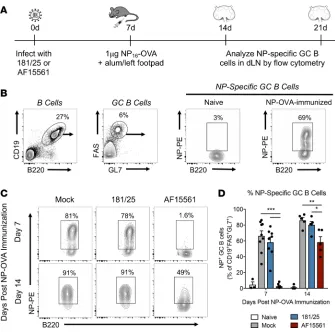 Figure 8. Pathogenic, but not attenuated, CHIKV infection impairs the dLN response One or 2 weeks later, the dLN was collected and analyzed for the presence of NP-specific GC B cells by flow cytometry