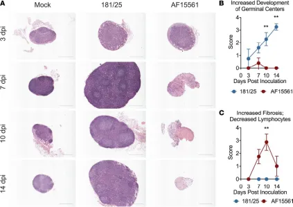 Figure 1. Pathogenic CHIKV infection disrupts the architecture of the draining lymph node