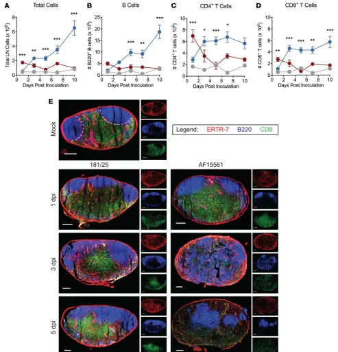 Figure 2. Decreased lymphocyte numbers and altered lymphocyte subset localization in the dLN after pathogenic CHIKV infection