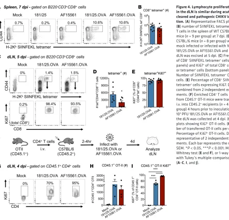 Figure 4. Lymphocyte proliferation in the dLN is similar during acutely 