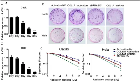 Fig. 4 The effects of COL1A1 in cervical cells after treating with radiation. radiation