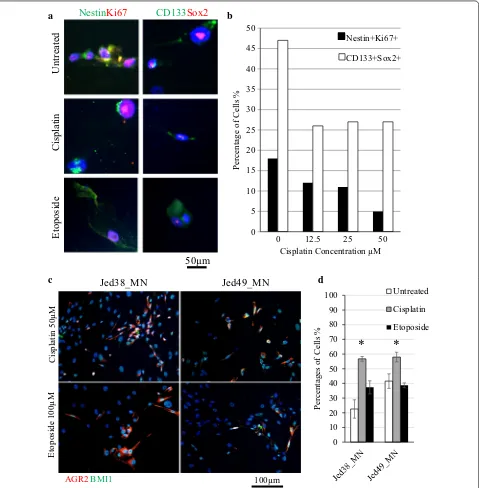 Fig. 5 Cancer stem cells in NG cell lines survive cisplatin and etoposide treatment. a Immunofluorescence images of Jed49_MN survived cells positive for CD133+ Sox2+ (green, red) or Nestin+ Ki67+ (green, red)