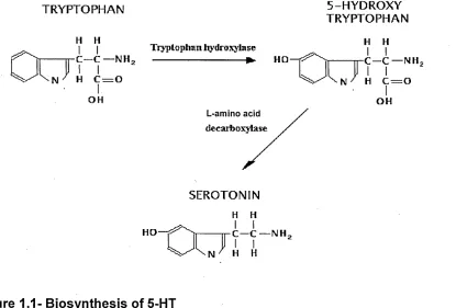 Figure 1.1- Biosynthesis of 5-HT