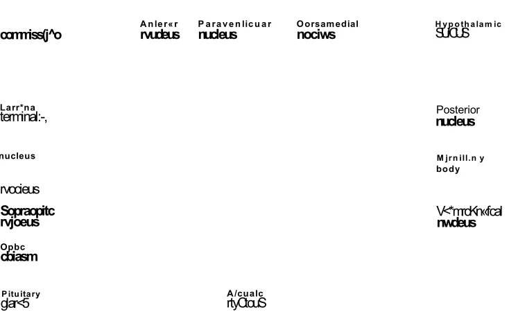Figure 1.5 - Diagram of the cross section of the hypothalamus