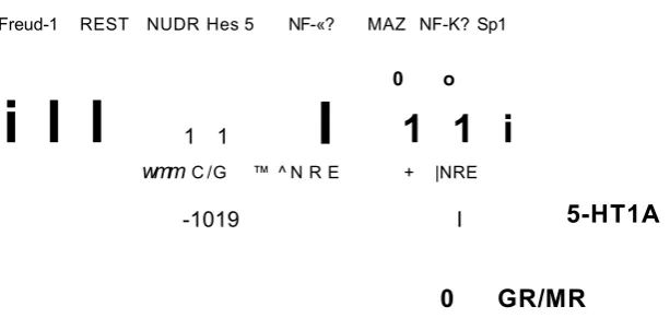 Figure 1.12- Transcriptional regulatory elements of the human 5-HTiAgene.