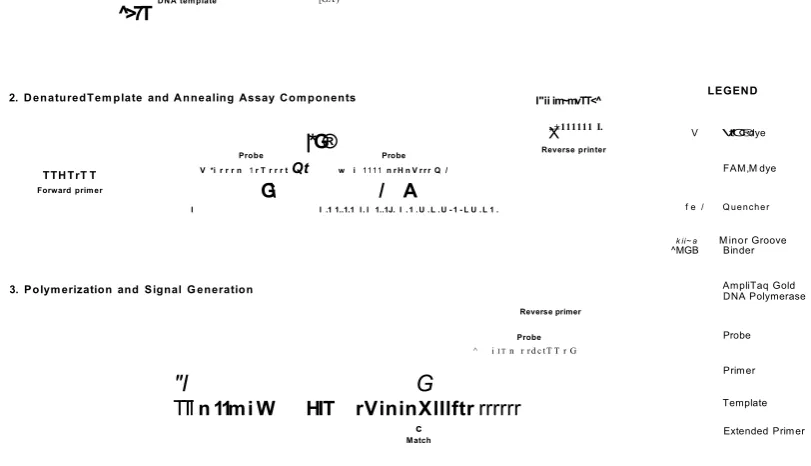 Figure 2.4 - Schematic of TaqMan probe genotyping method