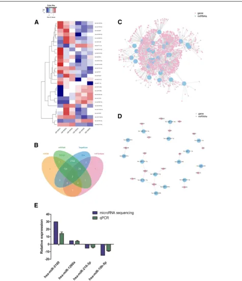 Fig. 4 microRNA profiles of UN-Exo and OD-Exo via microRNA sequencing.were targeted by 15 differentially expressed microRNAs