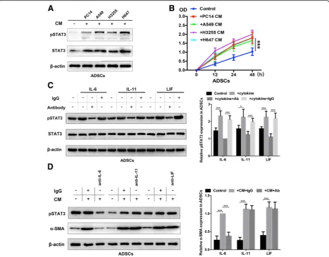 Fig. 3 Autocrine IL-6 activates STAT3 signalling in lung cancer cell-induced epidural ADSCs.lung cancer cells for 48 h, and pSTAT3 and STAT3 expression levels were detected by western blotting