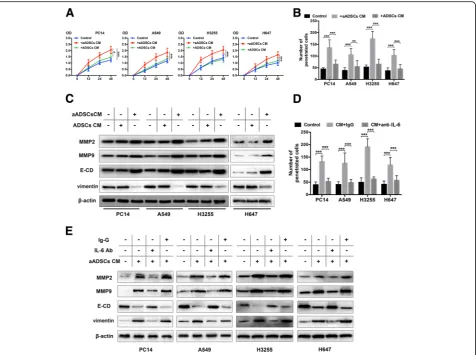 Fig. 4 Activated ADSCs trigger the proliferation and invasion of lung cancer cells by regulating MMP2/9 expression and EMT.membrane pores was counted to determine the changes in the invasive capabilities in response to CM from epidural ADSCs or aADSCs.9, E
