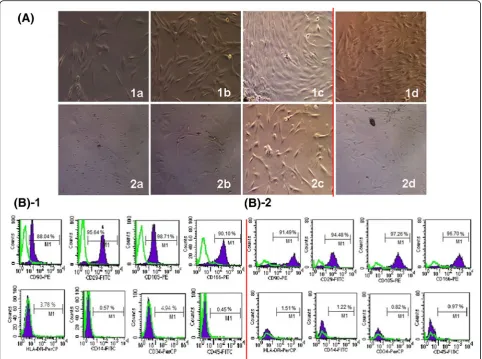 Fig. 1 Characterization of cell surface markers and morphology of BM-MSCs.FCM. Antibodies against CD90, CD29, CD105, and CD166 (upper panel), and CD34, CD45, CD19, and HLA-DR (lower panel) were used tocharacterize ALL MSCs (morphology of the primary passag