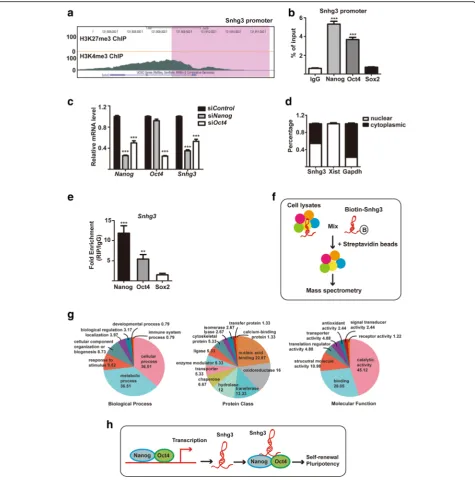 Fig. 6 Snhg3 is regulated by pluripotency factors and its associated protein network. a Genome browser plot of histone methylation related to
