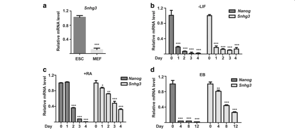 Fig. 1 Snhg3 is enriched in mouse embryonic stem cells (mESCs). a qRT-PCR analysis of Snhg3 expression in mESCs and mouse embryonicfibroblasts (MEFs)