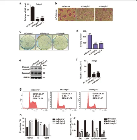 Fig. 2 Snhg3 depletion impairs mouse embryonic stem cell (mESC) self-renewal. a mESCs were transfected with siControl or two different oligostargeting Snhg3 for 48 h and subjected to qRT-PCR to access knockdown efficiency