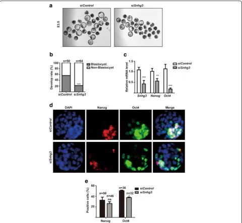 Fig. 5 Snhg3 is essential for mouse embryonic development. a Morphology of E3.5 mouse embryos after siControl or siSnhg3 treatment; × 10objective